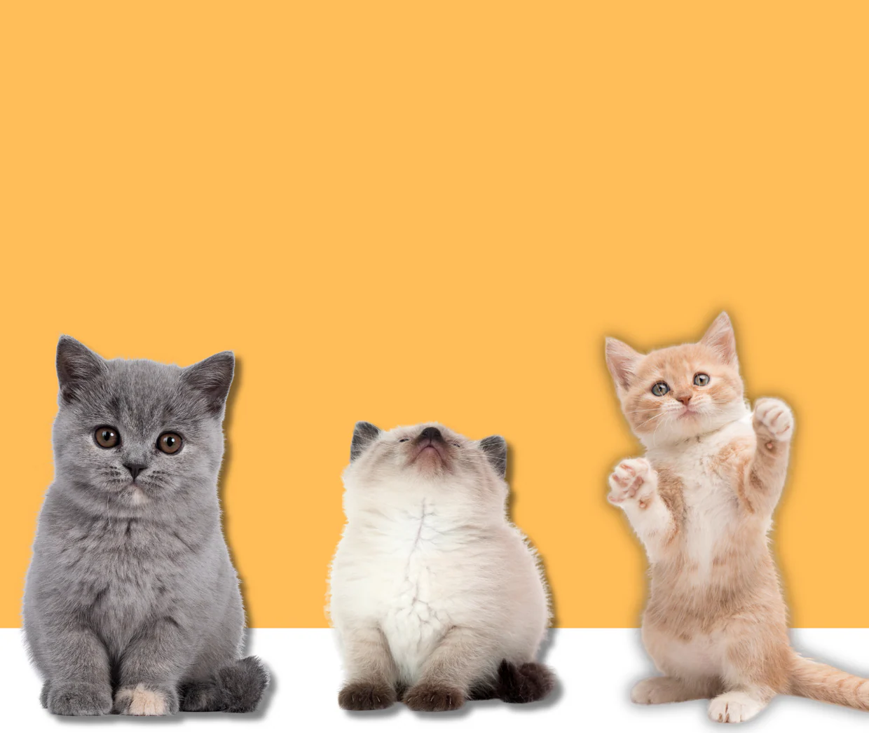Style and Serenity for Pets